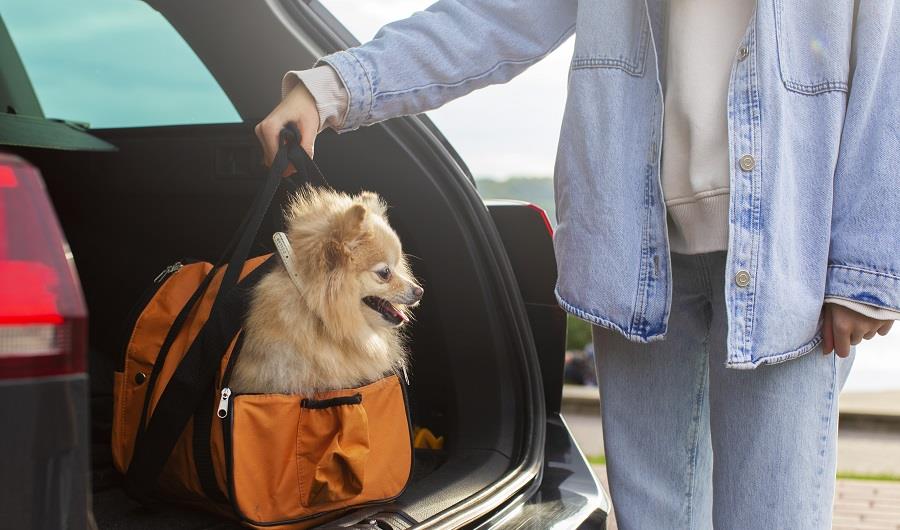front-view-owner-holding-bag-with-dog